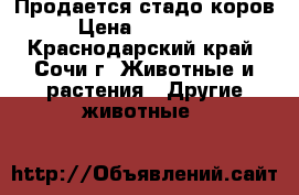 Продается стадо коров › Цена ­ 600 000 - Краснодарский край, Сочи г. Животные и растения » Другие животные   